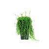 Gardners. cz Senecio rowleyanus vysoke
