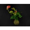 Kokedama Anthurium andraeanum oranžová (L)  Anturie, toulitka, prasečí ocásek