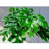 Monstera minima s kokosovou vzpěrou, průměr 17-19 cm  Monstera
