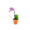Phalaenopsis, průměr 6 cm