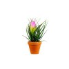 6506 1 tillandsia cyanea anita prumer 9 cm
