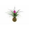 Kokedama Tillandsia Anita (M)  Tilandsie, Kykatka