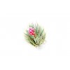 6620 tillandsia cotton candy stricta