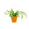 Asplenium antiquum Osaka, průměr 12 cm  Sleziník, Ptačí hnízdo