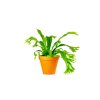 Asplenium amy, průměr 12 cm  Sleziník