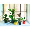 Gardners.cz Ficus lifestyle16