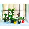 Gardners.cz Ficus lifestyle16