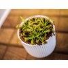 Drosera mix, průměr 6 cm  Rosnatka