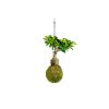 Kokedama Ficus Microcarpa Ginseng (XL)  Fíkovník drobnoplodý