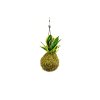 Kokedama Sansevieria Hahnii (M)  Sanseveria, Tchýnin jazyk, Tenura