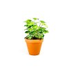 78 2 syngonium podophyllum pixie prumer 12 cm