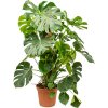 Monstera deliciosa s kokosovou vzpěrou, průměr 24 cm  Monstera skvostná