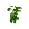7880 2 epipremnum aureum s kokosovou vzperou prumer 17 19 cm