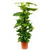 Epipremnum aureum s kokosovou vzpěrou 80 cm, průměr 19 cm