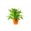 Blechnum gibbum, průměr 12 cm