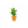 Dieffenbachia Green Magic, průměr 12 cm  Difenbachie, mramornatka