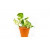 Gardners.cz Epipremnum happy leaf