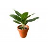 82341 1 aglaonema cintho king prumer 17 cm