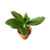 82341 2 aglaonema cintho king prumer 17 cm