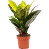 82446 codiaeum croton variegatum petra prumer 17 cm