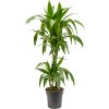 82449 dracaena fragrans janet craig prumer 19 cm