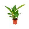 82476 philodendron imperial green prumer 17 cm