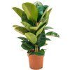 82527 ficus elastica robusta prumer 24 cm