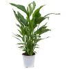 82542 spathiphyllum sweet sebastiano prumer 24 cm