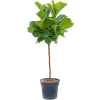82548 ficus lyrata prumer 30 cm