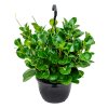 82572 peperomia obtusifolia green zaves prumer 20 cm