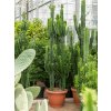 82653 euphorbia erytrea prumer 50 cm