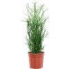 82677 euphorbia tirucalli prumer 24 cm