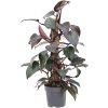 82680 philodendron new red s kokosovou vzperou 60 cm prumer 17 cm