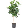 82686 ficus cyathistipula prumer 30 cm