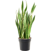 82713 sansevieria trifasciata laurentii prumer 30 cm
