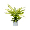 82722 dieffenbachia vesuvius prumer 17 cm