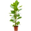 82794 ficus altissima yellow gem prumer 21 cm