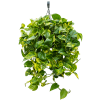 82806 epipremnum aureum zaves prumer 25 cm