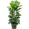 Ficus lyrata, průměr 34 cm