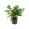 82824 anthurium elipticum jungle bush prumer 30 cm