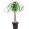 Beaucarnea recurvata - výška 100 cm, průměr 27 cm  Nolina, Sloní noha, Bokarnea