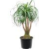Beaucarnea recurvata, průměr 32 cm  Nolina, Sloní noha, Bokarnea