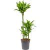 Dracaena fragrans Cintho, průměr 21 cm  Dracéna vonná, dračinec