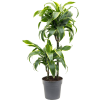 82887 dracaena fragrans dorado prumer 19 cm