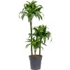 82890 dracaena fragrans dorado prumer 21 cm