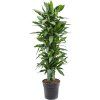 82908 dracaena fragrans janet lind prumer 30 cm