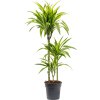 82920 dracaena fragrans lemon lime prumer 21 cm