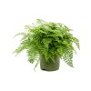 Asplenium dimorphum Parvati, průměr 27 cm  Sleziník, Sleziník hnízdnatý, ptačí hnízdo