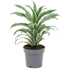82962 dracaena fragrans white jewel prumer 17 cm