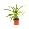 82965 dracaena fragrans lemon lime prumer 17 cm